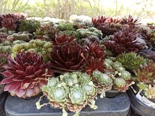 100 Stück Sempervivum Hauswurz Dachwurz Winterhart Pflegeleicht Immergrün