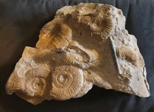 Ammoniten ,Tintenfisch