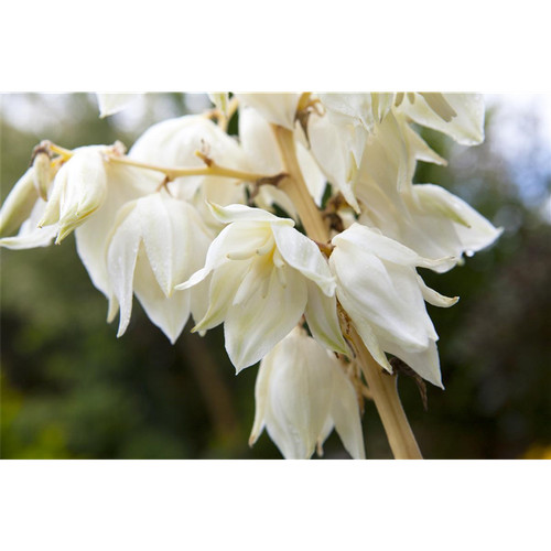 Yucca filamentosa fädige - yucca,