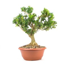 Pre-BONSAI Buchsbaum 'Buxus