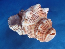 MUSCHELHORN Trapezschnecke