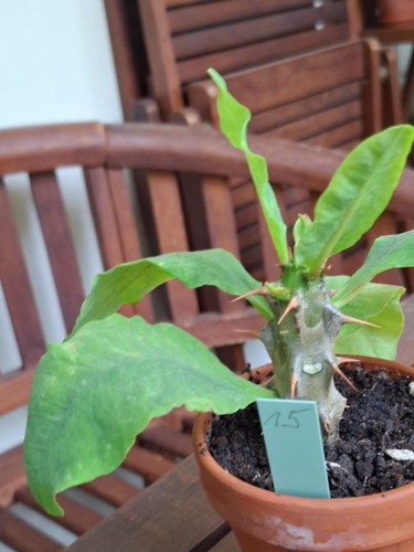Euphorbia milii mehrfarbige - euphorbia, milii,