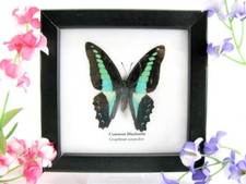 Common bluebottle - echter