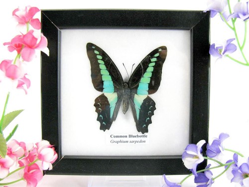 Common bluebottle echter - bluebottle,