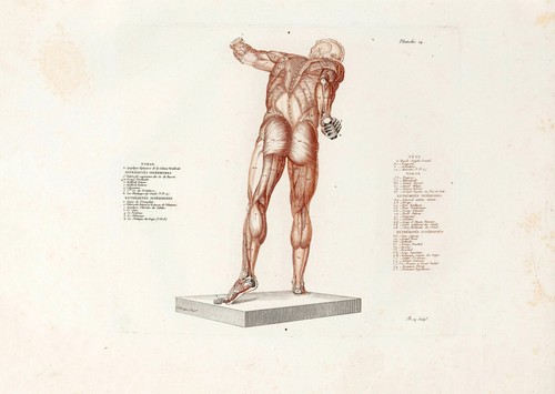 Anatomische studien wandkunst - studien,