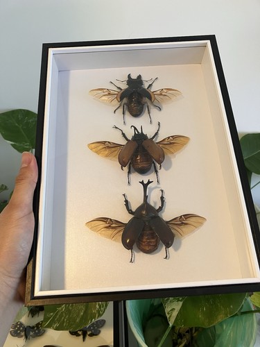 Insektenpräparat sammlung - insektenpräparat,