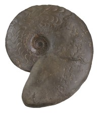 Trias discoceratites - trias,