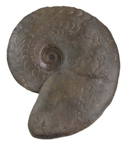 Trias discoceratites - ,