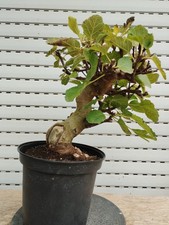 pre Bonsai Ficus Carica Higuera-Feigen-Fichi-Fig