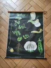 Schulwandkarte Rollkarte Erbse