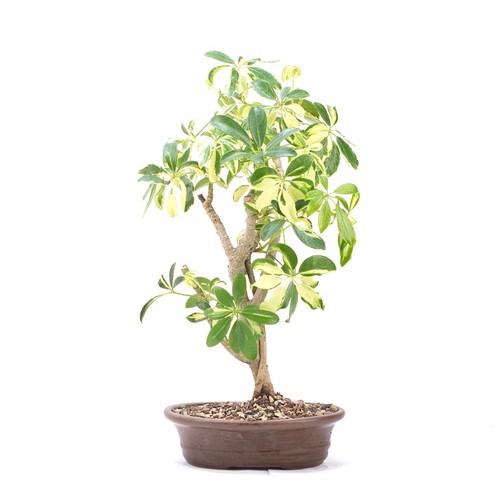 Bonsai gelbbunte - bonsai,