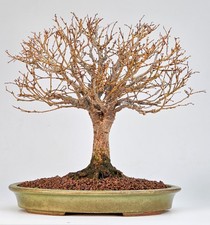 Bonsai Zelkova serrata Shohin