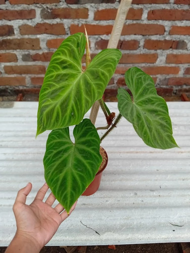Real picture philodendron - picture,
