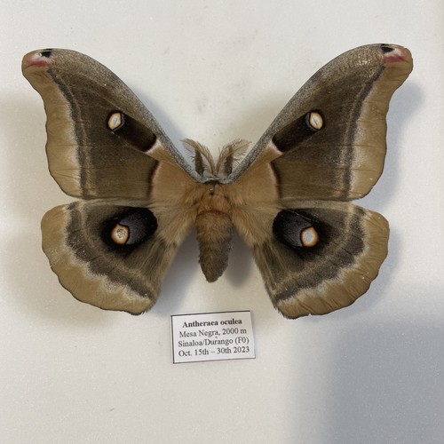 Entomologie*Antheraea