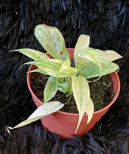 Philodendron Florida Ghost - 4