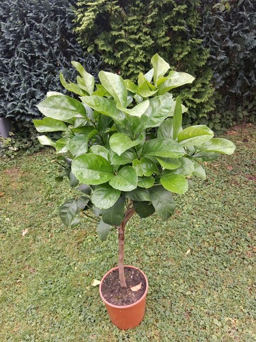 Citrus lemon 110 120 - citrus,