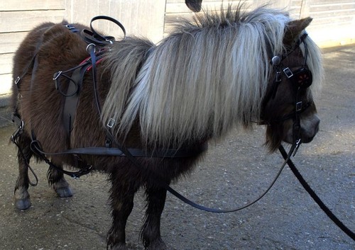 Mini shetland startergurt - mini,