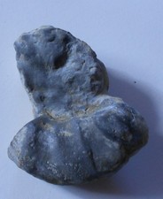 Ammonit , Ceratit Trias (Y573) ? Schau mal durch!