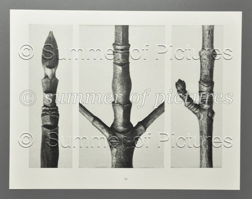 Karl blossfeldt ltd - ltd., 1928
