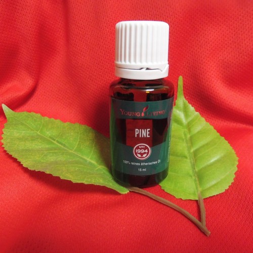 Pine waldkiefer ml - 15,