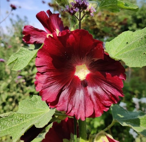 Stockrosen samen dunkelrot - stockrosen,