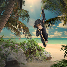 abc HOME | Gartenfigur | Affe