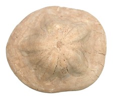 Miozän  Clypeaster aegyptiacus  Großer Seeigel  Maonastir  Tunesien  W71-8