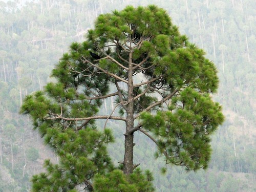 Samen indoor bonsai - samen,