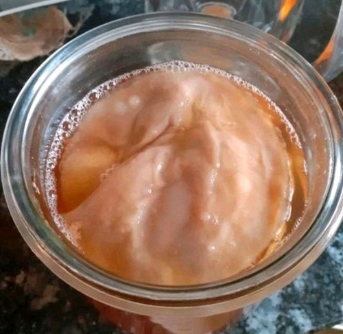 Kombucha scoby bio ansatz 25g - scoby, bio-ansatz