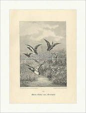 Entwischt Moritz Müller sen