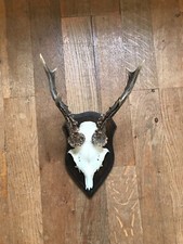 Rehbock Gehörn, Geweih