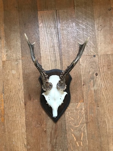Rehbock gehörn geweih - gehörn,,