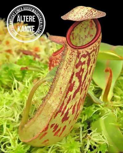 Nepenthes albomarginata - , x