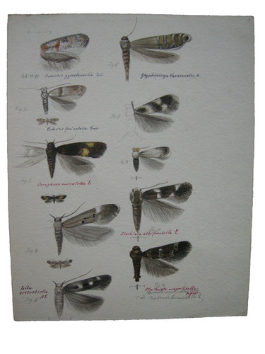 Lepidoptera insenkten - lepidoptera,