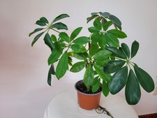 Schefflera Strahlenariale |