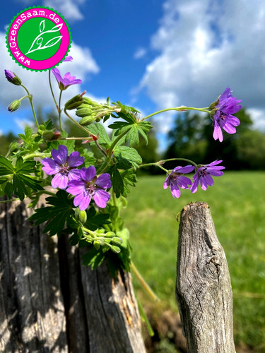 Wiesen storchschnabel 20 - wiesen-storchschnabel, 💜