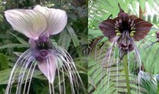 12 Samen TACCA Fledermausblume im Mix Weiss + Schwarz (je 6 Samen) Teufelsblume