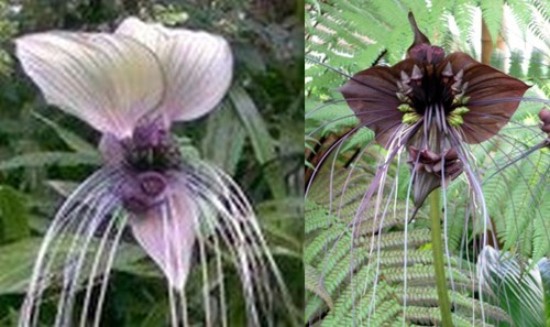 Samen tacca fledermausblume - 12,