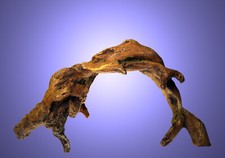 Aquarium Deko schöne 🐟 BOGEN WURZEL 🐟 Höhle Mopani Ast Terrarium Zubehör Holz