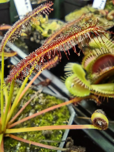 Cape sundew drosera capensis - -,