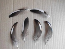 6 schwarz-weisse  Naturfedern von der Mandarinente 9 cm