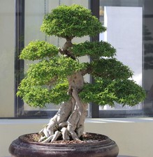 Samen vom JASMIN, im Haus / Wintergarten als schöner Baum oder als Bonsai ziehen