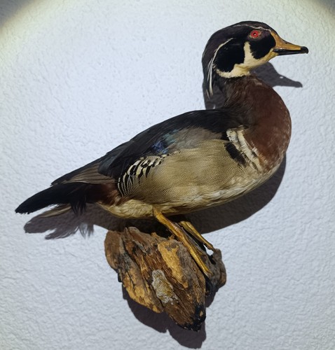 Schönes präparat einer - schönes,