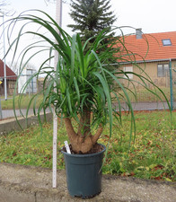 Elefantenfuß Beaucarnea