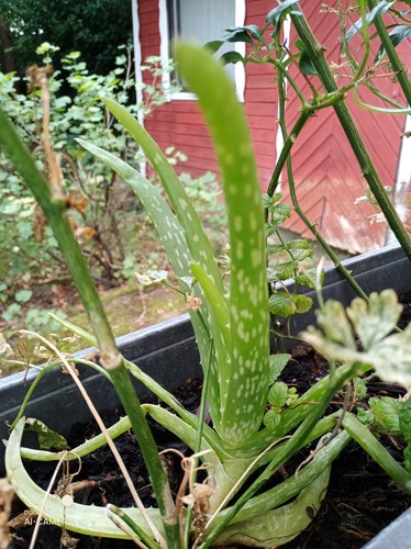 Aloe vera ableger 21 - aloe,