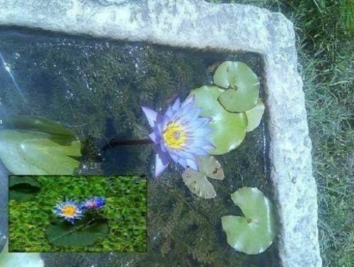 Blaue seerose blühende - blaue,