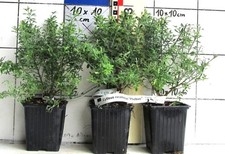 Cytisus racemosus "Phebus" -