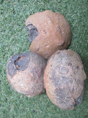 Fossilien dinosauriern - 3,