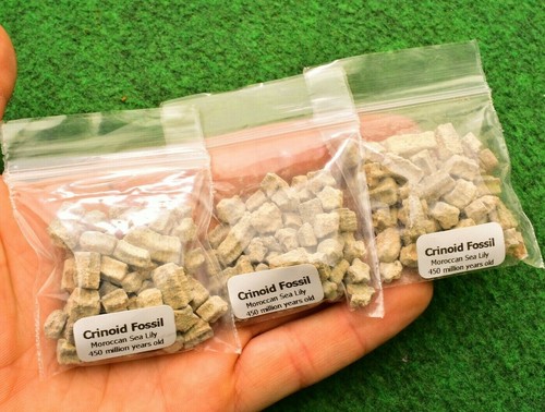 Crinoid beutel 20g seelilie - 20g,