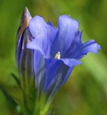 Enzian blauer herold - enzian,